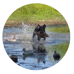 Gun Dog Training