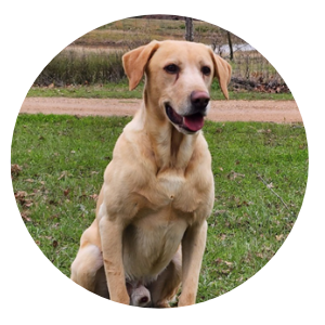 Male Labrador Retrievers