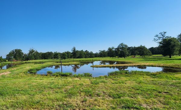 Training pond at Cross Creek Kennel