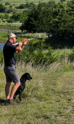 Advanced gun dog training and hunt test work