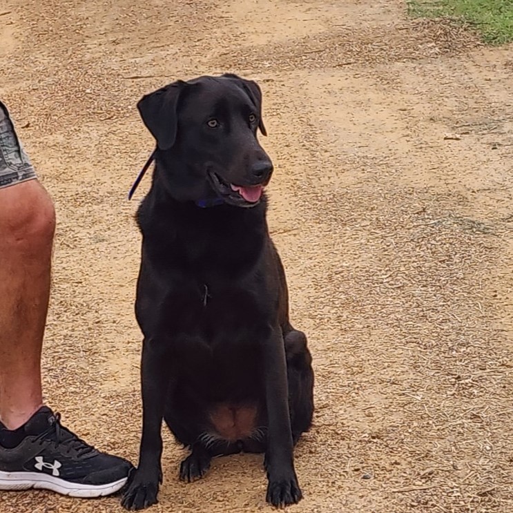 Dog obedience training at Cross Creek Kennel