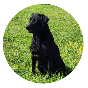 Female Labrador Retrievers
