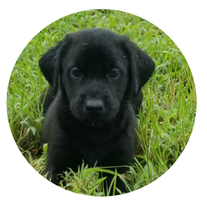 Labrador Retriever Puppies