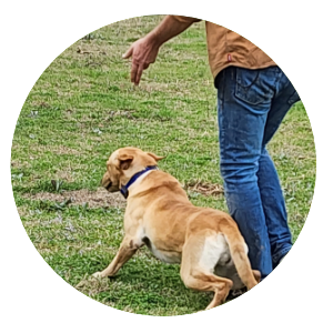 Advanced Training
