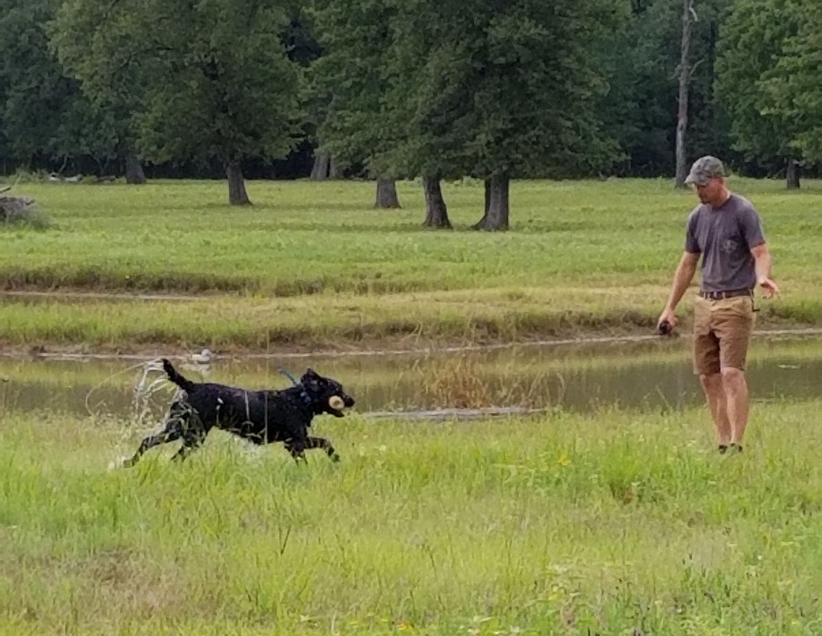 Retriever tune-up training before hunting season