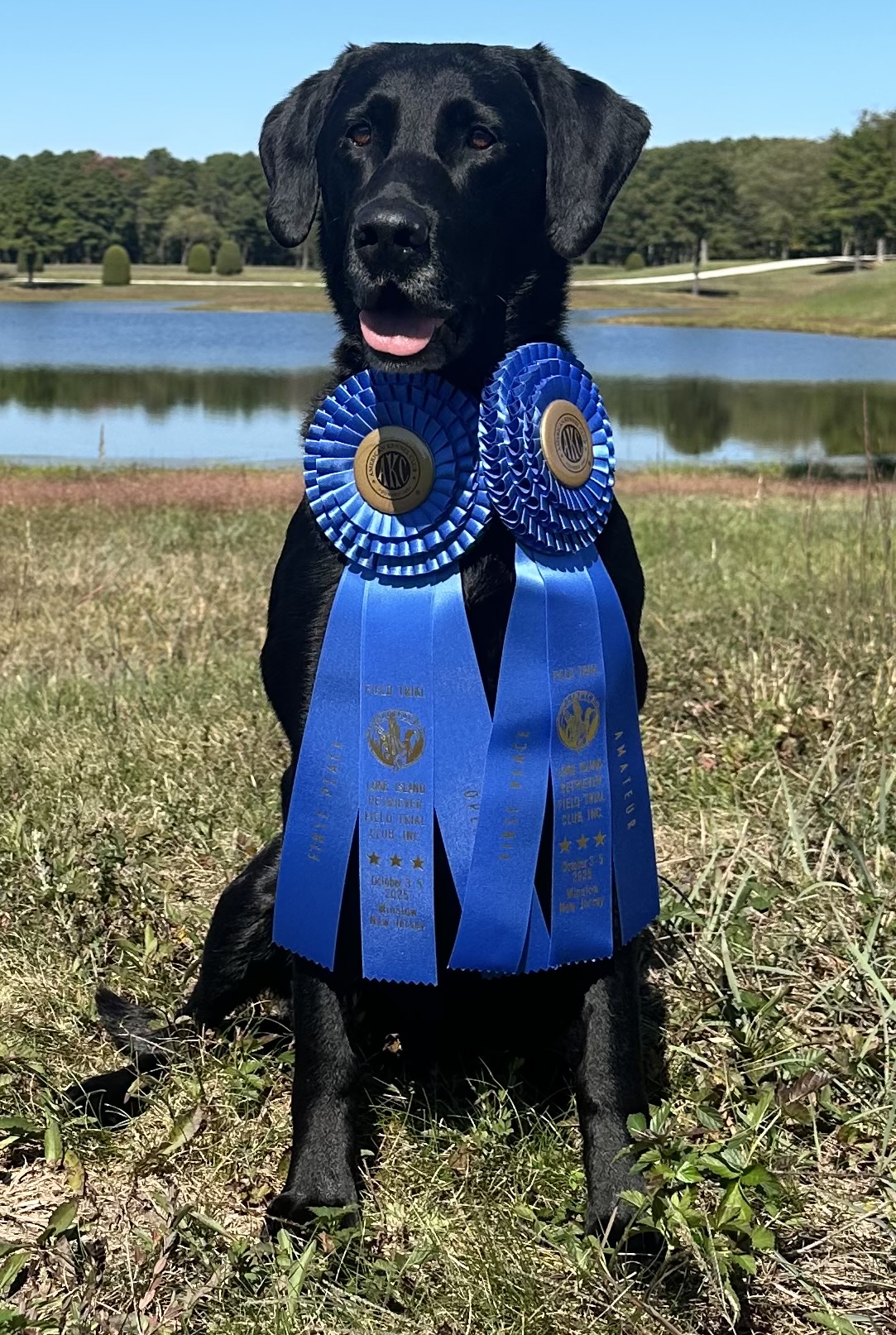 Sire photo