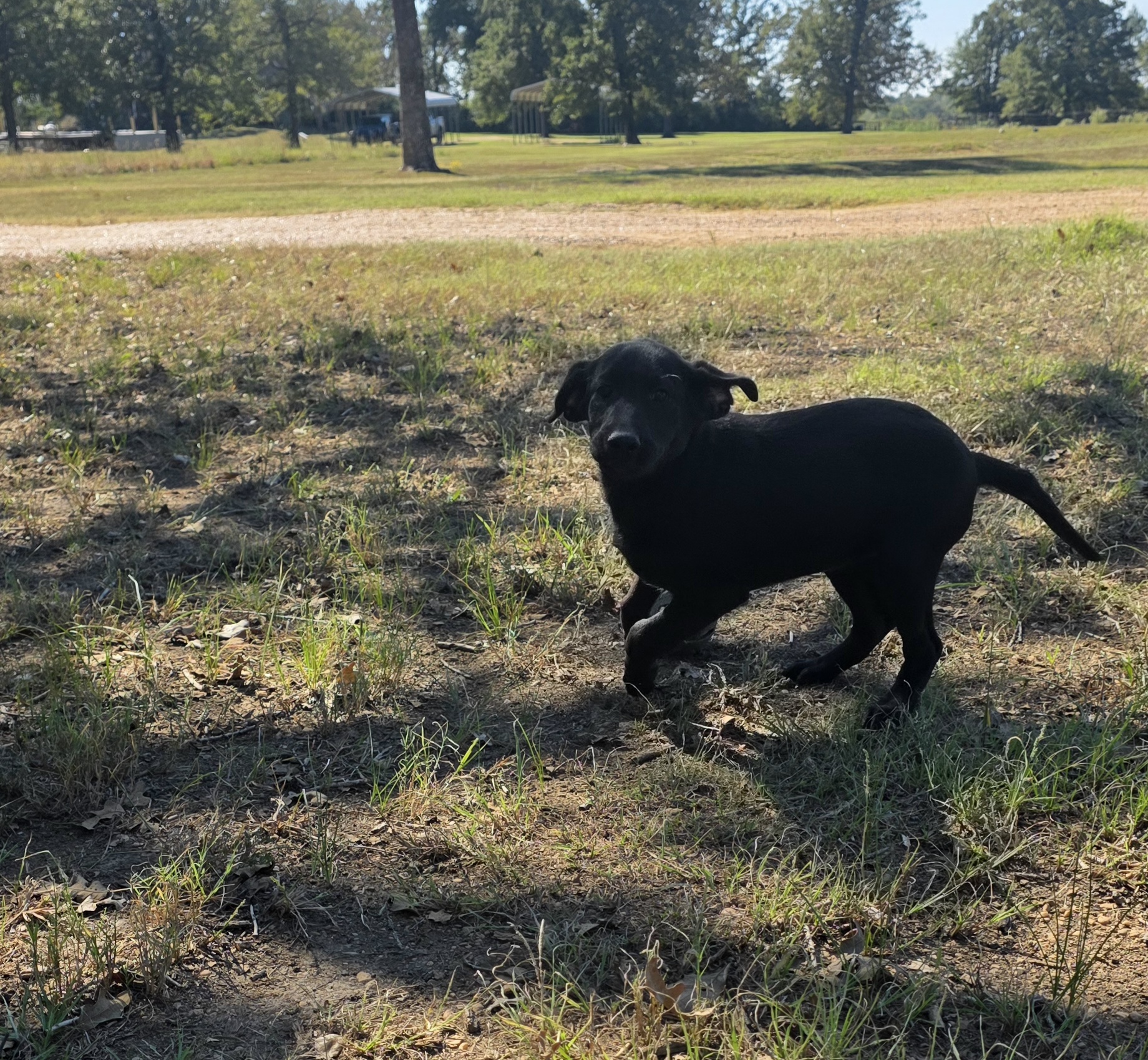 Black Female puppy for sale â€” additional photo 2