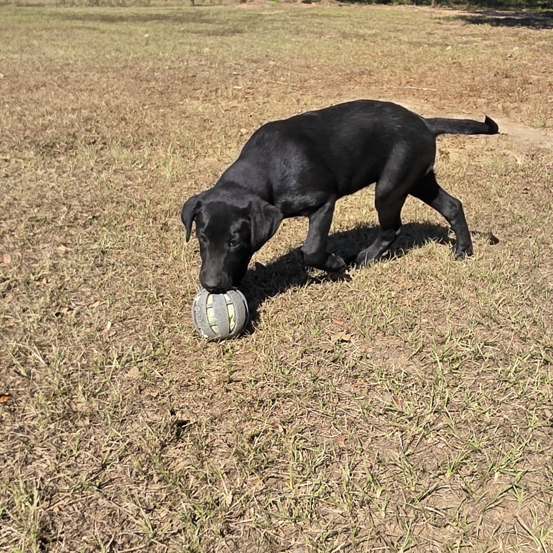 Black Female puppy for sale â€” main photo