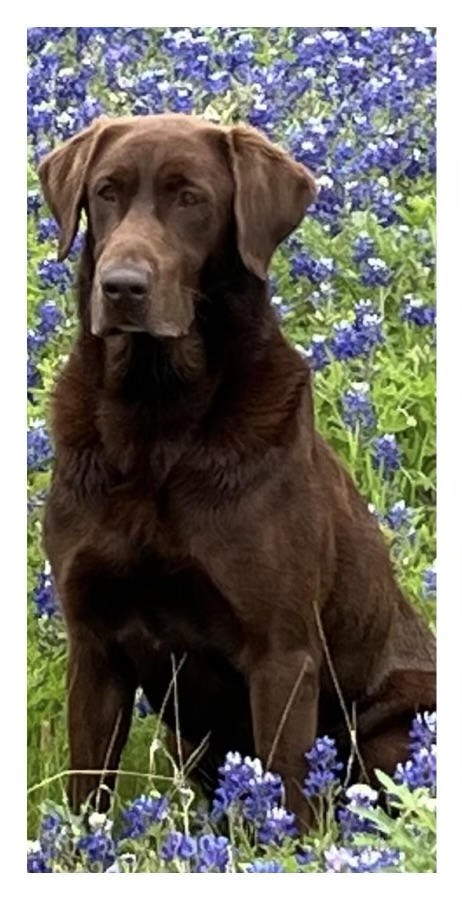 Sire photo
