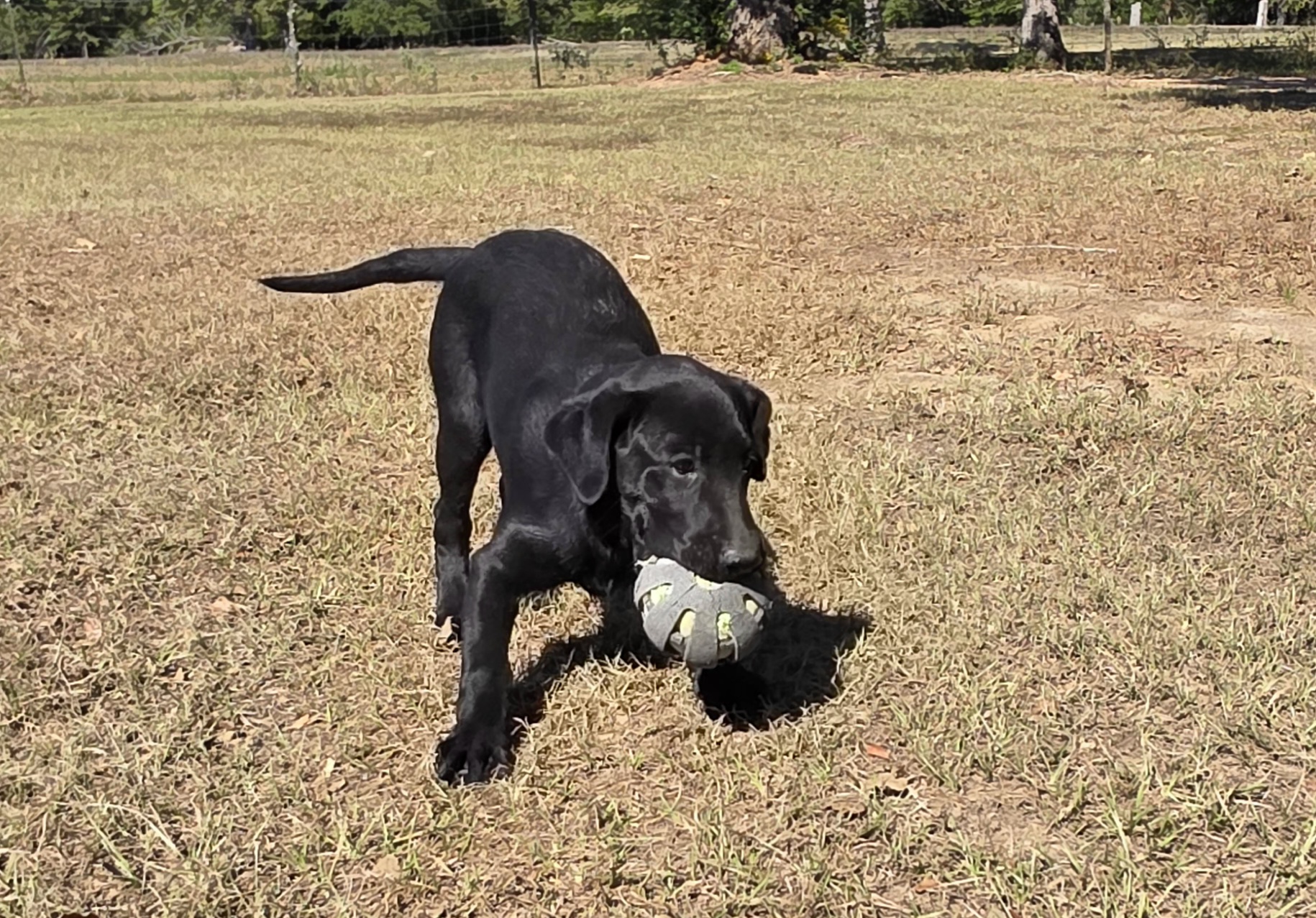 Black Female puppy for sale â€” additional photo 1