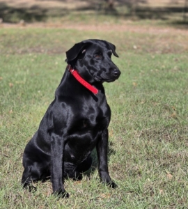 Cross Creek's Click Click Boom