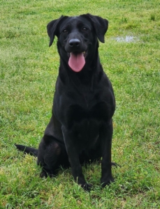 Black Labrador Retriever Puppies