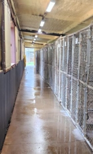 Inside Dog Training Kennel