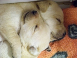 Labrador Retreiver puppies
